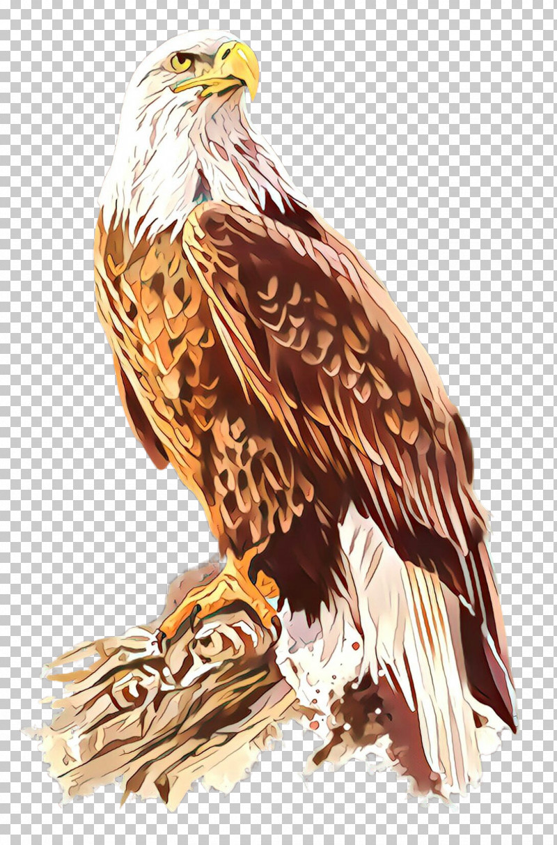 Feather PNG, Clipart, Accipitridae, Bald Eagle, Beak, Bird, Bird Of Prey Free PNG Download