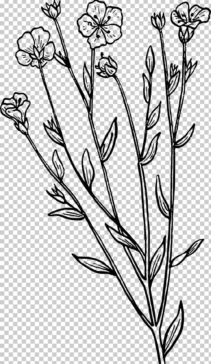 Biology Botany Drawing PNG, Clipart, Black And White, Branch, Coloring Book, Download, Draw Free PNG Download