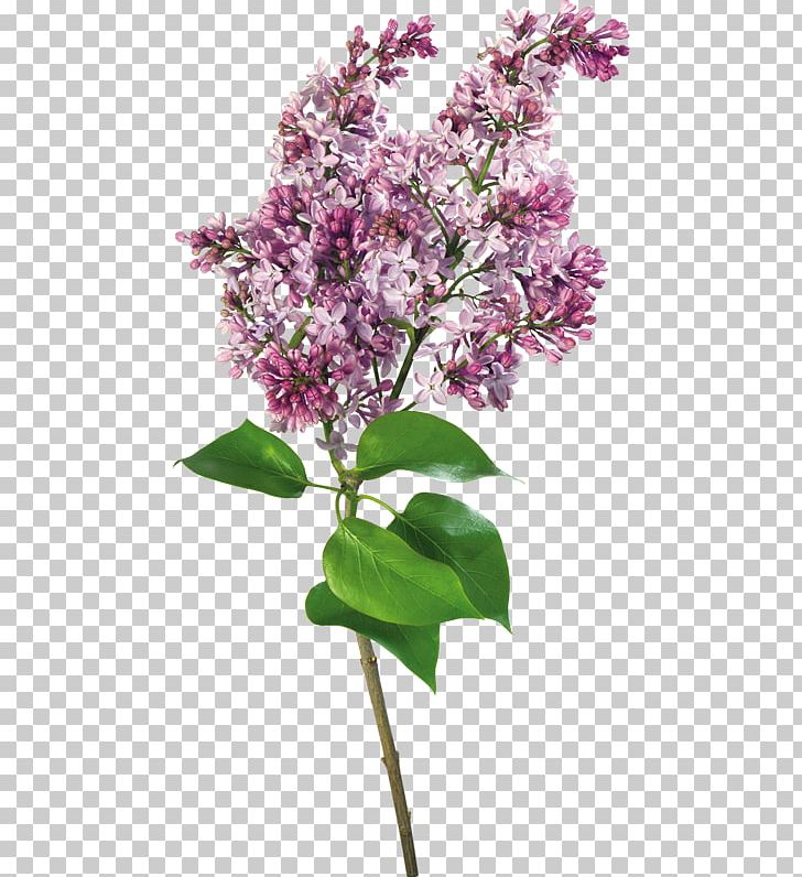 Lilac PNG, Clipart, Beautiful, Blossom, Branch, Cut Flowers, Decoration Free PNG Download