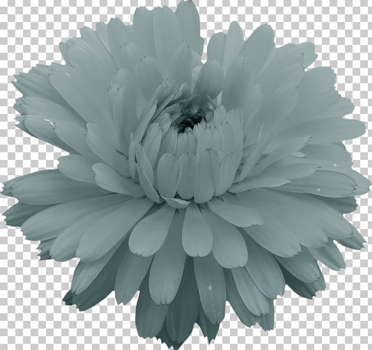 Monochrome Photography PNG, Clipart, Black And White, Chrysanths, Cosmos Flower, Daisy Family, Drawing Free PNG Download