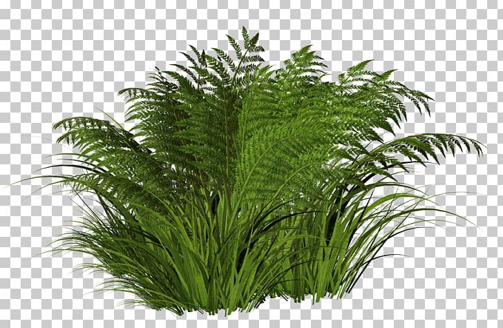 Shrub Tree Albom PNG, Clipart, Albom, Aquarium Decor, Arecales, Benzersiz, Blog Free PNG Download