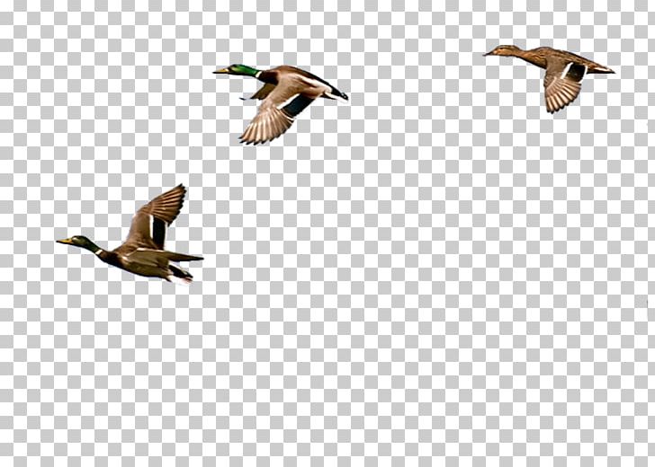 Duck Decoy Belt-Schutsloot Goose Het Dorp PNG, Clipart, Animal Migration, Animals, Apartment, Arrangement, Beak Free PNG Download