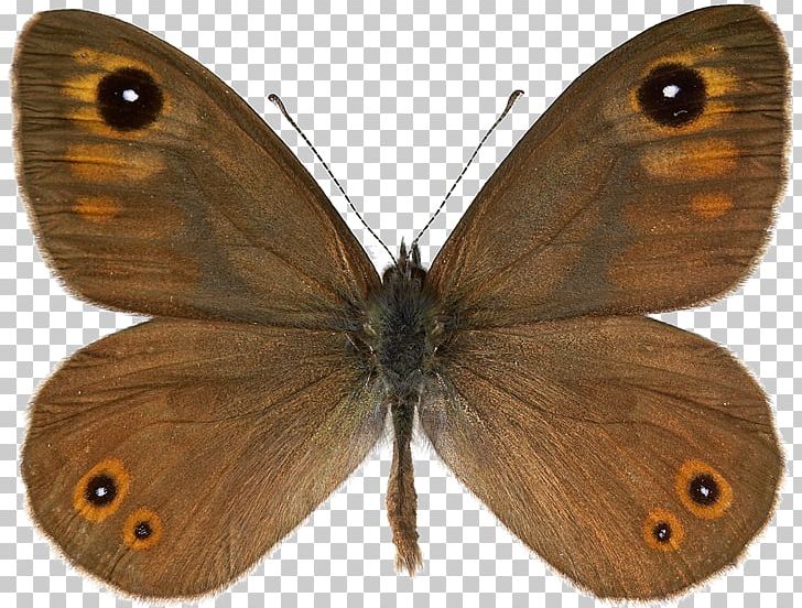 Clouded Yellows Brush-footed Butterflies Gossamer-winged Butterflies Moth Pieridae PNG, Clipart, Arthropod, Brush Footed Butterfly, Butterfly, Colias, Hepialidae Free PNG Download