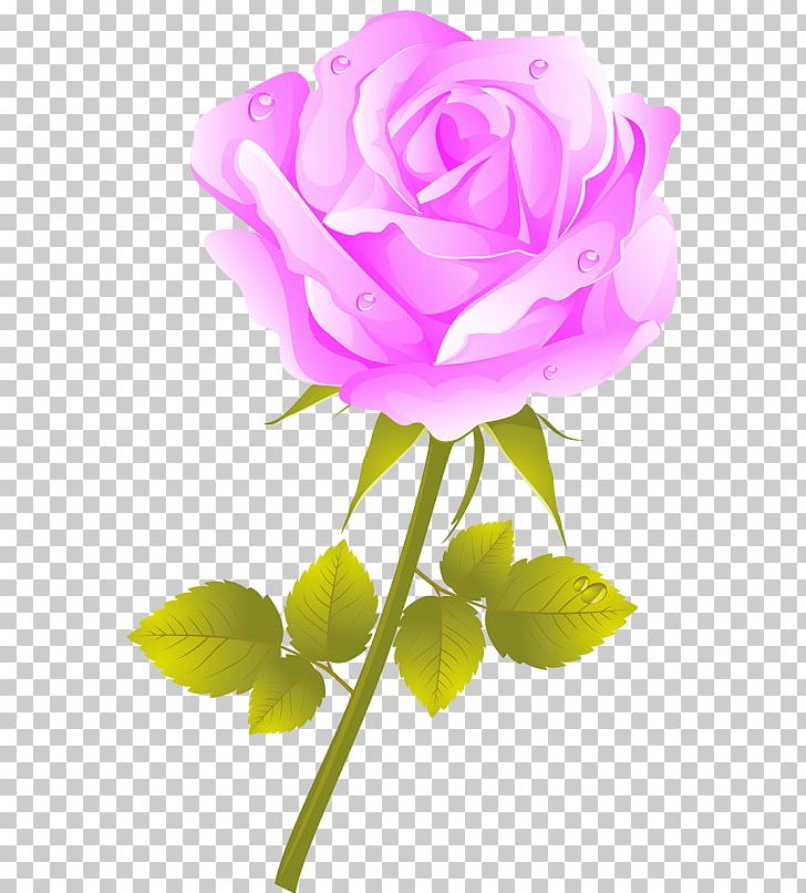 Garden Roses Cabbage Rose Flower PNG, Clipart, Beach Rose, Blue Rose, Bud, Computer Wallpaper, Cut Flowers Free PNG Download
