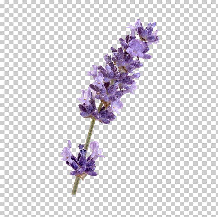 English Lavender French Lavender Flower PNG, Clipart, Common Sage, Crayola Llc, English Lavender, Flower, Flowering Plant Free PNG Download