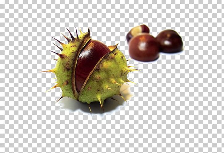 European Horse-chestnut Dietary Supplement Aescin Extract PNG, Clipart, Aescin, Dietary Supplement, European, Extract, Horse Chestnut Free PNG Download