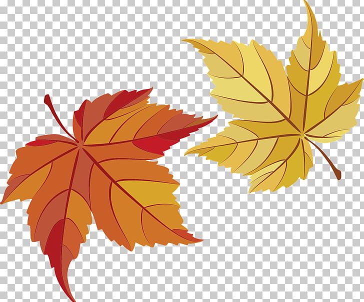 Maple Leaf Maple Leaf PNG, Clipart, Autumn, Autumn Leaf Color, Flowering Plant, Gratis, Image File Formats Free PNG Download