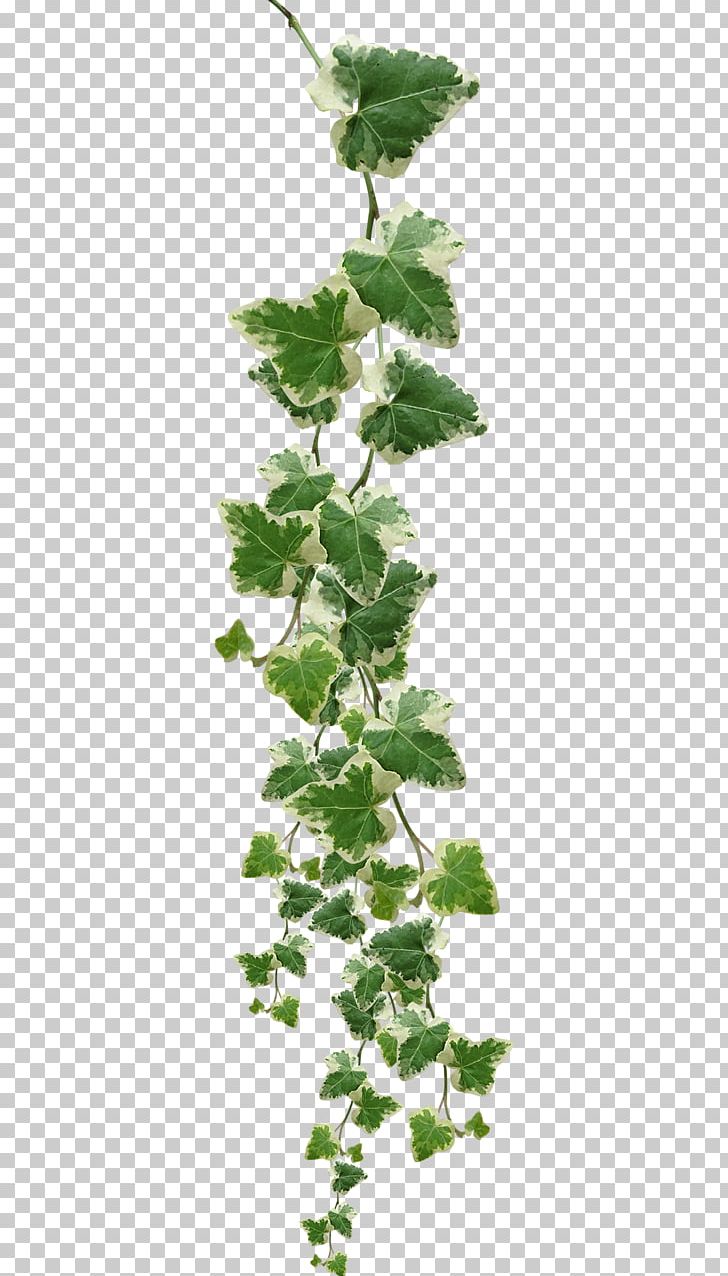 Vine Plant PNG, Clipart, Branch, Clip Art, Computer Icons, Download, Food Drinks Free PNG Download