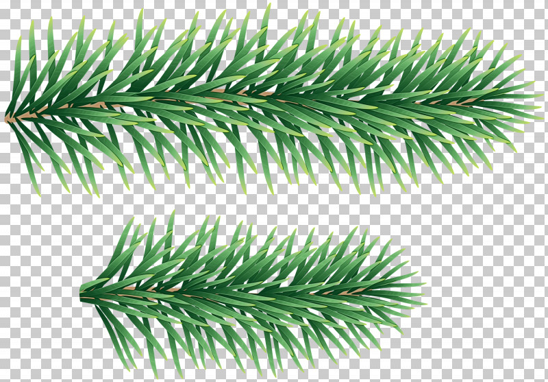 Shortleaf Black Spruce Columbian Spruce Balsam Fir Jack Pine Yellow Fir PNG, Clipart, Balsam Fir, Colorado Spruce, Columbian Spruce, Jack Pine, Paint Free PNG Download