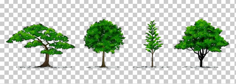 Arbor Day PNG, Clipart, Arbor Day, Grass, Green, Leaf, Lodgepole Pine Free PNG Download
