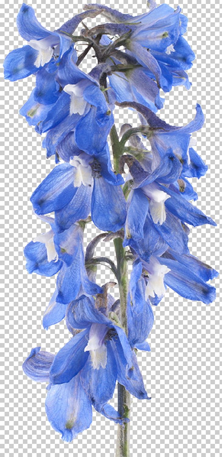 Cut Flowers Plant Tulip PNG, Clipart, Bellflower Family, Blue, Clip Art, Cut Flowers, Delphinium Free PNG Download