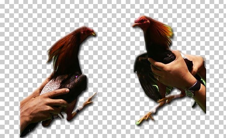 Chicken Cockfight Rooster Gallístico Club Of Puerto Rico PNG, Clipart, Beak, Bird, Chicken, Club, Cockfight Free PNG Download