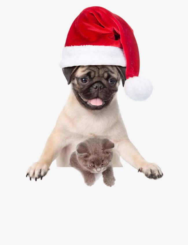 Curious Cats And Dogs PNG, Clipart, Animal, Bulldog, Canine, Cats Clipart, Christmas Free PNG Download