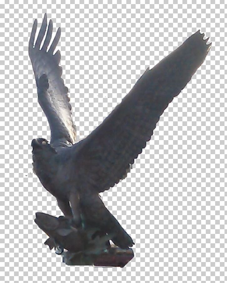 Eagle Common Buzzard Hawk Fauna PNG, Clipart, Accipitriformes, Animals, Beak, Bird, Bird Of Prey Free PNG Download