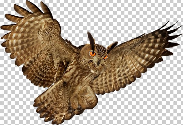 Little Owl Bird PNG, Clipart, Animal, Animals, Beak, Bird, Bird Of Prey Free PNG Download