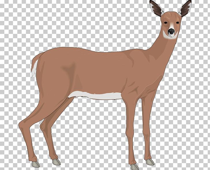 White-tailed Deer Free Content PNG, Clipart, Antler, Blacktailed Deer, Cattle Like Mammal, Cow Goat Family, Cuteness Free PNG Download