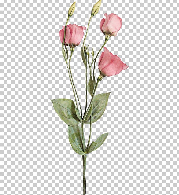 Garden Roses Cabbage Rose Cut Flowers Bud Plant Stem PNG, Clipart, Branch, Bud, Bud Plant, Cabbage Rose, Cut Flowers Free PNG Download