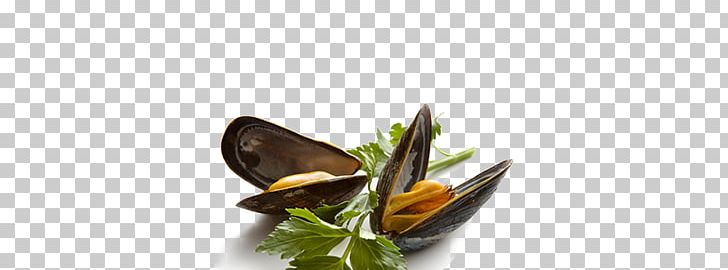Mussel Seafood PNG, Clipart, Butterflies And Moths, Computer Graphics, Desktop Wallpaper, Download, Fishmonger Free PNG Download