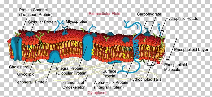 Cell Membrane Biological Membrane Fluid Mosaic Model Biology PNG, Clipart, Anatomy, Biological Membrane, Biology, Cell, Cell Adhesion Free PNG Download
