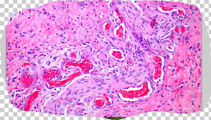 Columbia College Organism Histology Pathology Flashcard PNG, Clipart, College, Columbia, Columbia College, Flashcard, Gastrointestinal Tract Free PNG Download