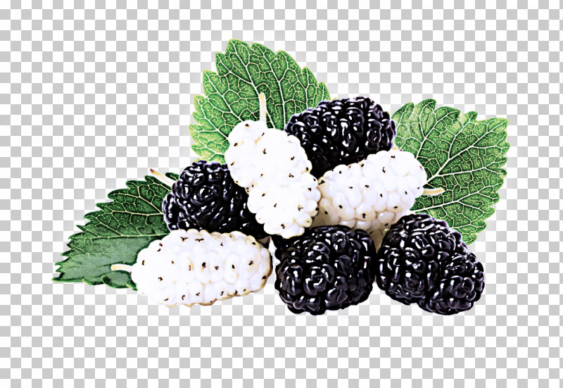 Blackberry Berry Rubus Fruit West Indian Raspberry PNG, Clipart, Berry, Blackberry, Food, Fruit, Frutti Di Bosco Free PNG Download