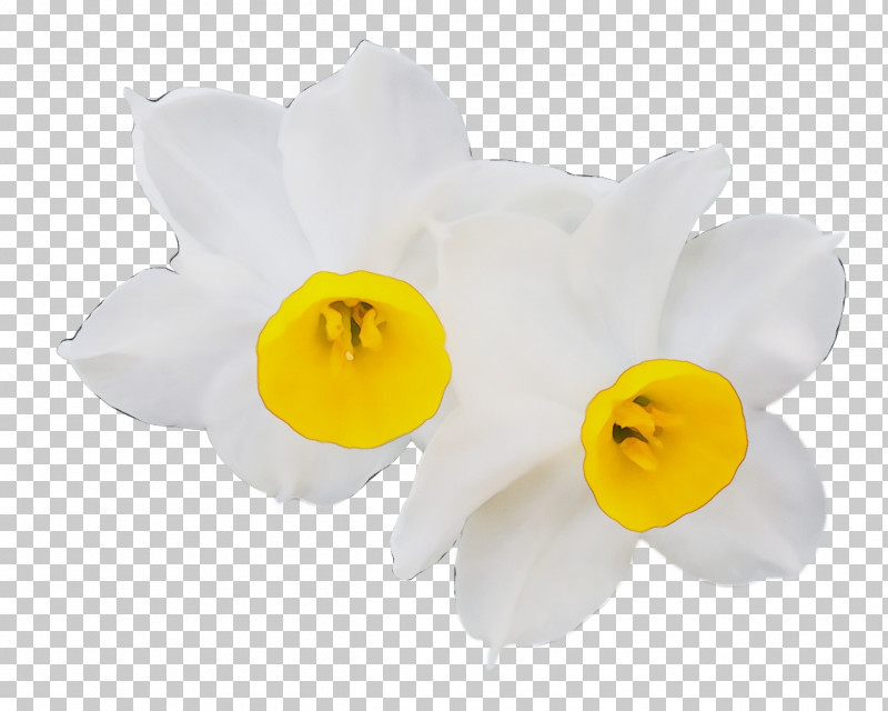 Cut Flowers Moth Orchids Petal Narcissus Flower PNG, Clipart, Biology, Cut Flowers, Flower, Moth Orchids, Narcissus Free PNG Download