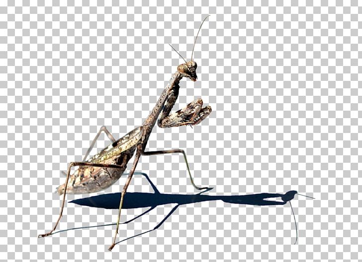 Stock Photography Mantis PNG, Clipart, Arthropod, Deviantart, Game, Insect, Invertebrate Free PNG Download