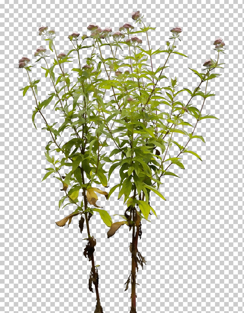 Plant Stem Tree Herb Branching Plant PNG, Clipart, Biology, Branching, Herb, Paint, Plant Free PNG Download