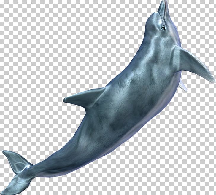 Cetacea PNG, Clipart, Animals, Common Bottlenose Dolphin, Desktop Wallpaper, Digital Image, Dolphin Free PNG Download