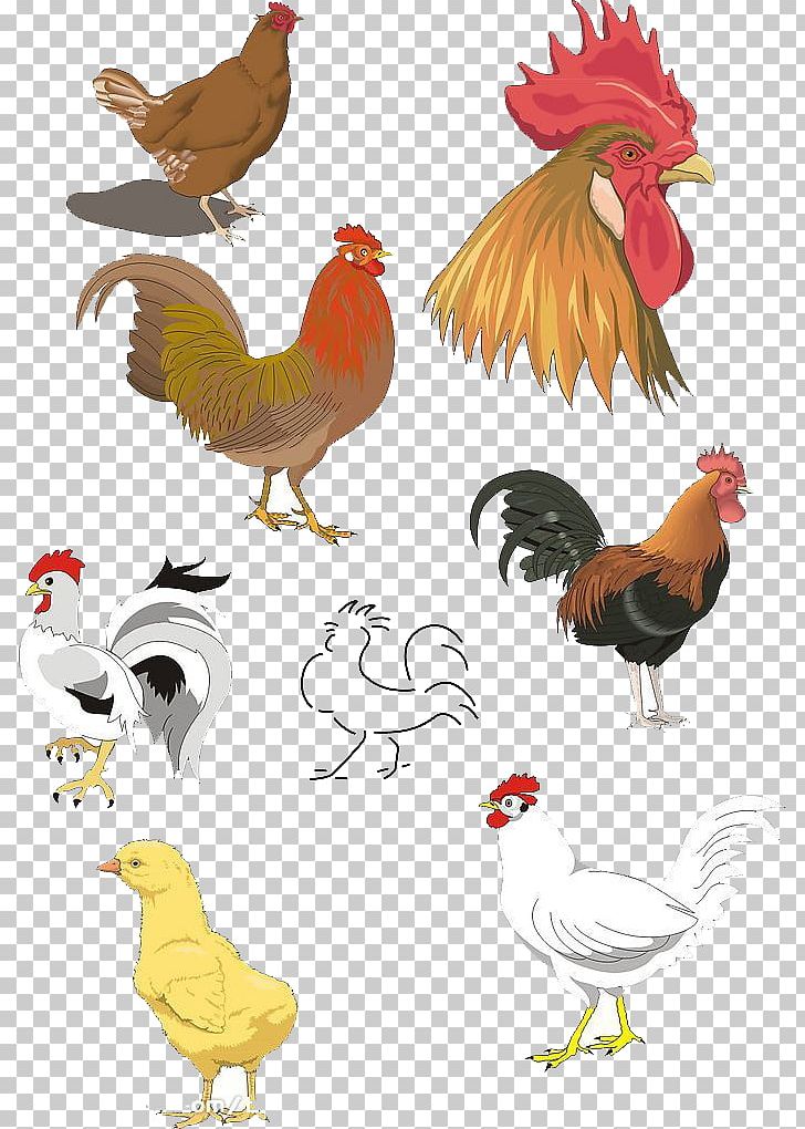 Chicken Rooster PNG, Clipart, Animals, Badminton Shuttle Cock, Beak, Beheaded, Big Cock Free PNG Download