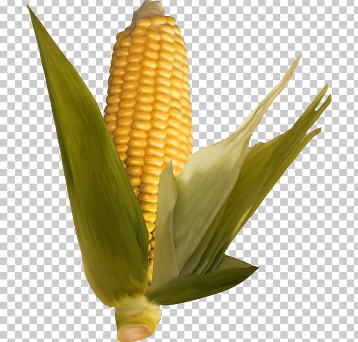 Corn On The Cob Commodity Plant Stem Maize PNG, Clipart, Commodity, Corn On The Cob, Maize, Others, Plant Stem Free PNG Download