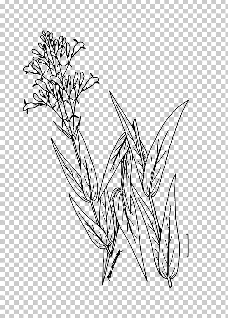 Drawing Penstemon Digitalis Digitalis Purpurea Line Art Plant PNG, Clipart, Area, Artwork, Beardtongue, Black And White, Botanical Illustration Free PNG Download