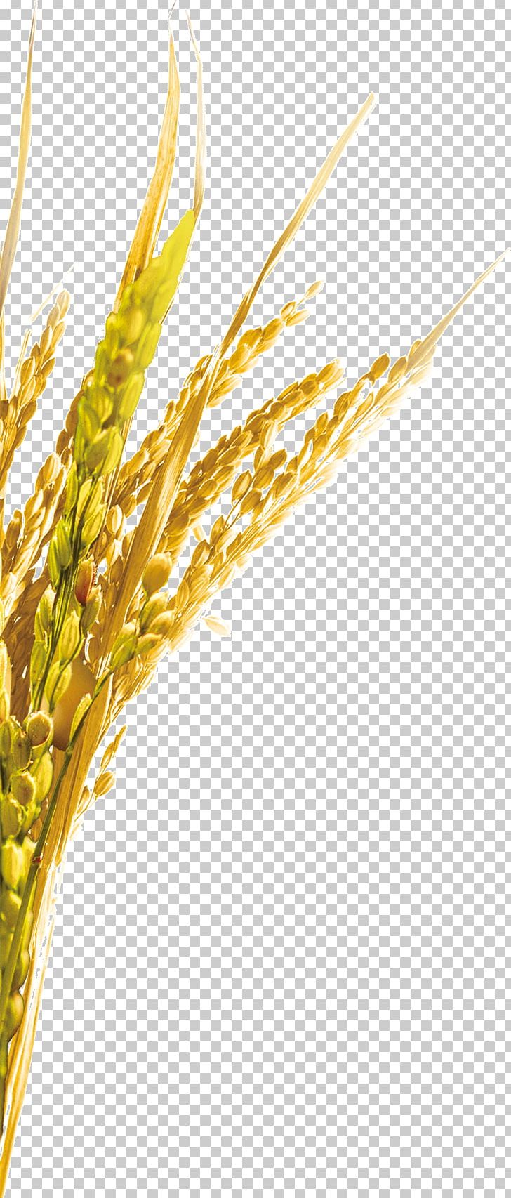 Emmer Rice Oat PNG, Clipart, Adobe Illustrator, Brown Rice, Cereal, Cereal Germ, Commodity Free PNG Download