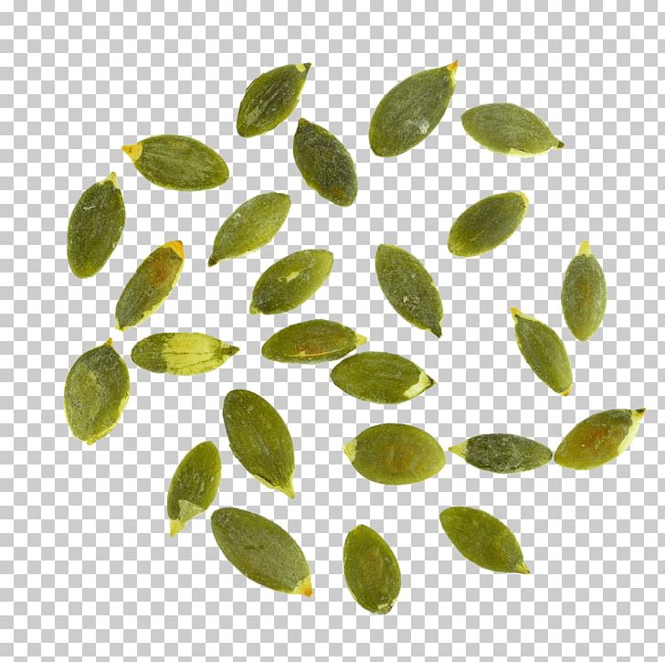 Leaf Organism PNG, Clipart, Green, Leaf, Organism, Seeds Free PNG Download