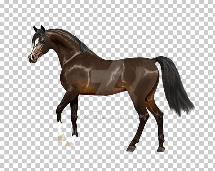 Appaloosa Andalusian Horse American Quarter Horse Thoroughbred Foal PNG, Clipart, American Quarter Horse, Andalusian Horse, Appaloosa, Breed, Breyer Animal Creations Free PNG Download