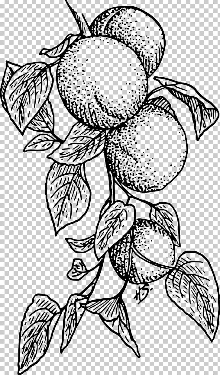 Apricot Fruit PNG, Clipart, Apple, Apricot, Artwork, Black, Black And White Free PNG Download