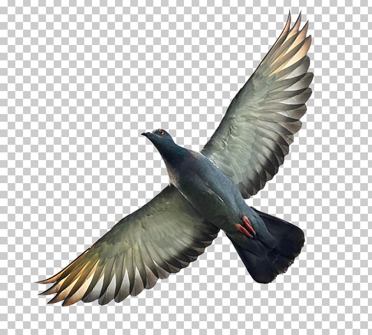 Homing Pigeon Columbidae Bird Flight Wing PNG, Clipart, Animals, Art, Background Gray, Beak, Bird Free PNG Download