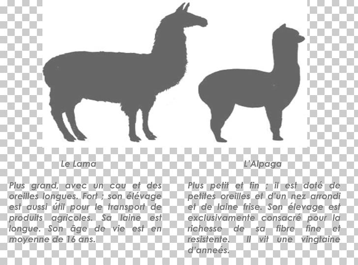 Llama Alpaca T-shirt Vicuña Camel PNG, Clipart, Alpaca, Camel, Camelids, Camel Like Mammal, Clothing Free PNG Download