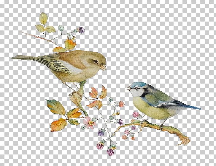 Lovebird Finch Illustration PNG, Clipart, Animals, Art, Beak, Bird, Bird Cage Free PNG Download