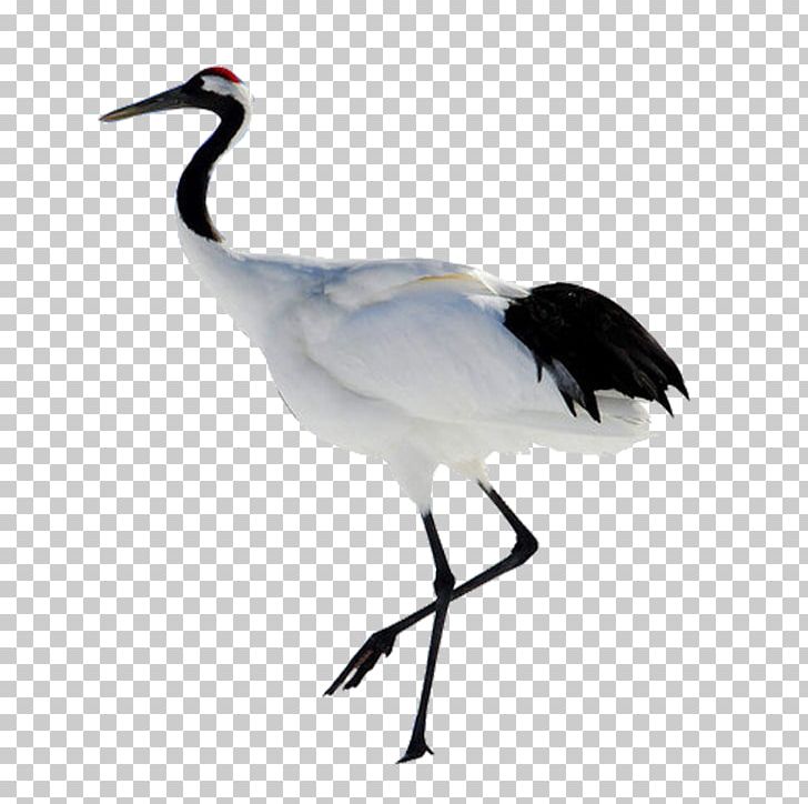 White Stork Bird China Red-crowned Crane Grey Crowned Crane PNG, Clipart, Animal, Animals, Beak, Bird, China Free PNG Download
