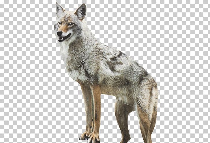 Coyote Dog Red Fox Duck Goose PNG, Clipart, Animals, Bait, Bird Control, Canidae, Carnivoran Free PNG Download