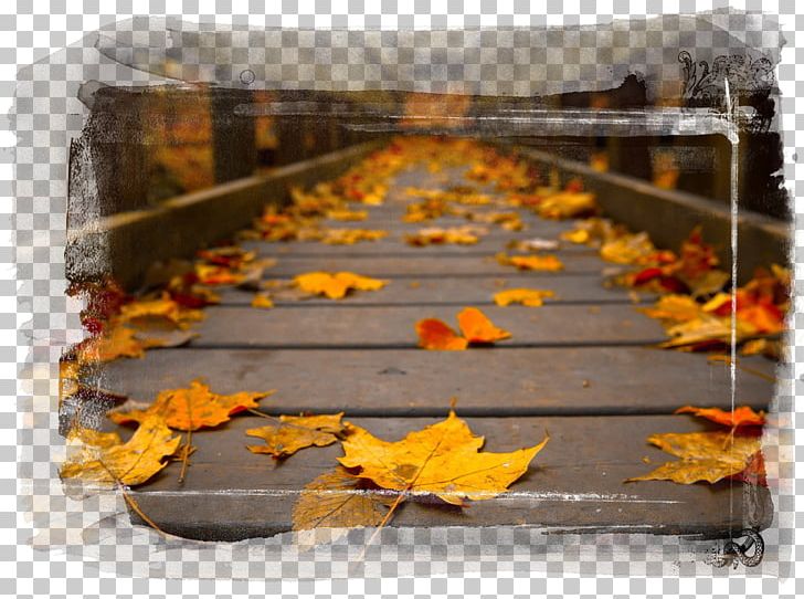 High-definition Television Autumn Leaf Color 1080p PNG, Clipart, 4k Resolution, 1080p, Autumn, Autumn Leaf Color, Desktop Wallpaper Free PNG Download