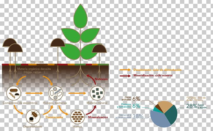 Nutrient Cycle Soil Fertility Organic Matter PNG, Clipart, Brand, Decomposition, Diagram, Ecosystem, Eutrophication Free PNG Download