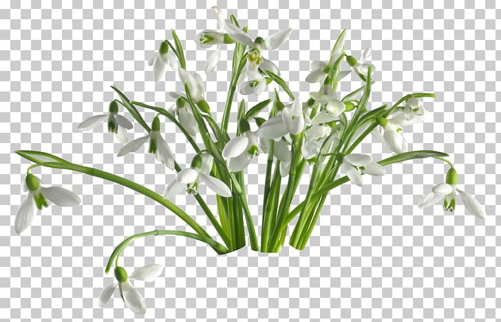 Snowdrop Flower Desktop PNG, Clipart, Bud, Desktop Metaphor, Desktop Wallpaper, Flower, Flower Bouquet Free PNG Download