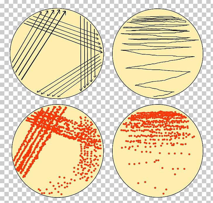 Streaking Microbiology Microbiological Culture Microorganism Bacteria PNG, Clipart, Agar, Agar Plate, Area, Aseptic Technique, Bacteria Free PNG Download