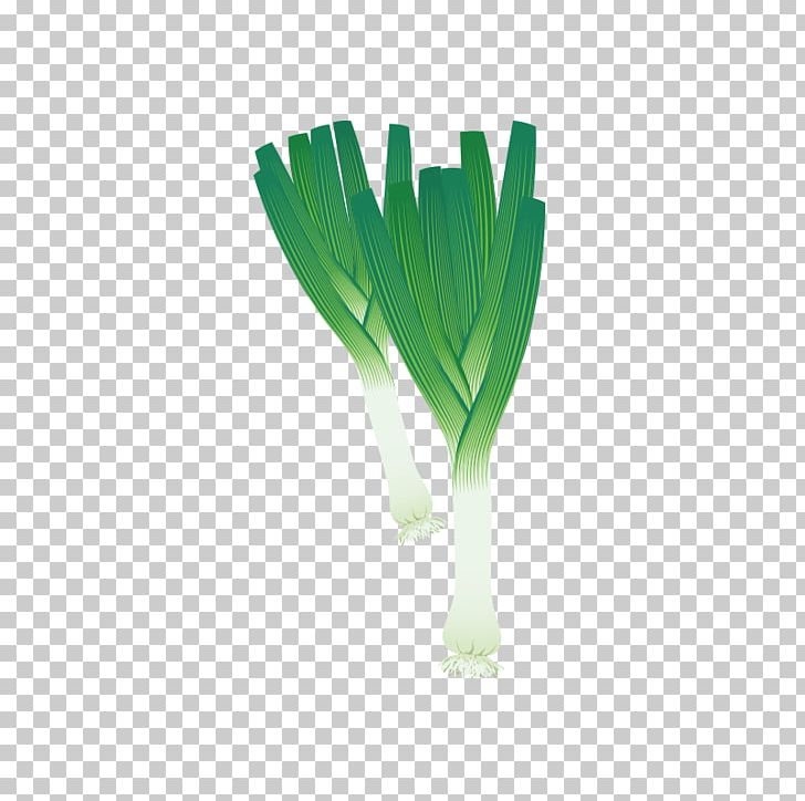 Vegetable Coloring Book Shallot Allium Fistulosum Drawing PNG, Clipart, Android, Background Green, Cartoon, Chives, Computer Wallpaper Free PNG Download