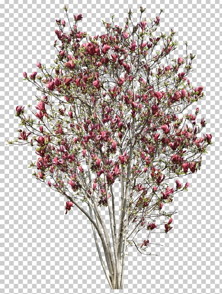 Tree Southern Magnolia Chinese Magnolia PNG, Clipart, 2d Computer Graphics, Blossom, Branch, Cherry Blossom, Chinese Free PNG Download