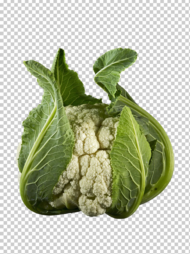 Cauliflower PNG, Clipart, Biology, Broccoli, Cauliflower, Collard, Herbal Medicine Free PNG Download