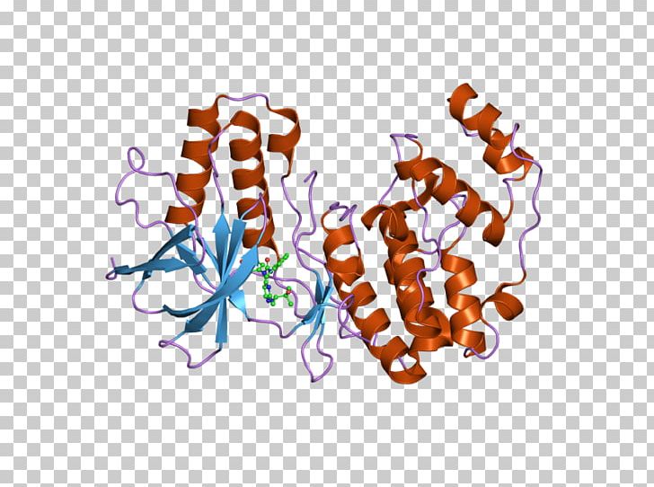 MAPK1 Mitogen-activated Protein Kinase PNG, Clipart, Computer Wallpaper, Domain, Encyclopedia, Enzyme, Function Free PNG Download