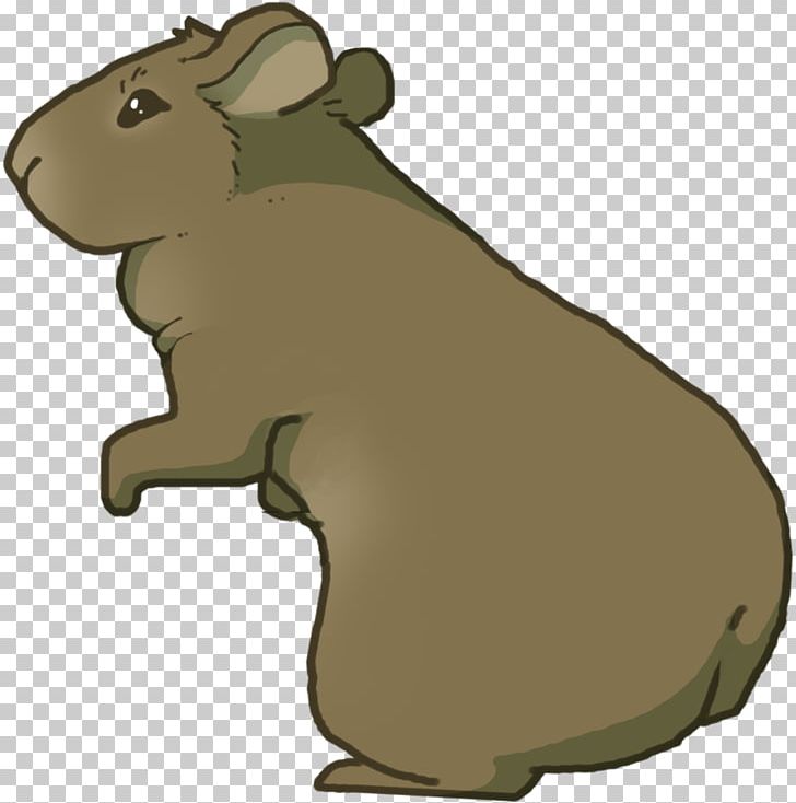 Mouse Rat Rodent Animal Muroidea PNG, Clipart, Animal, Animals, Bear, Carnivora, Carnivoran Free PNG Download